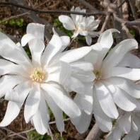 Atrakcyjna Magnolia Stellata do ogrodu