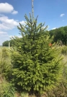 Choinki Bożonarodzeniowe